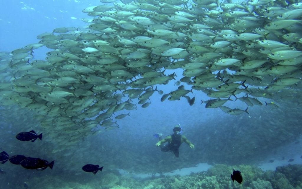 captain-cook-afternoon-snorkel-fish-school