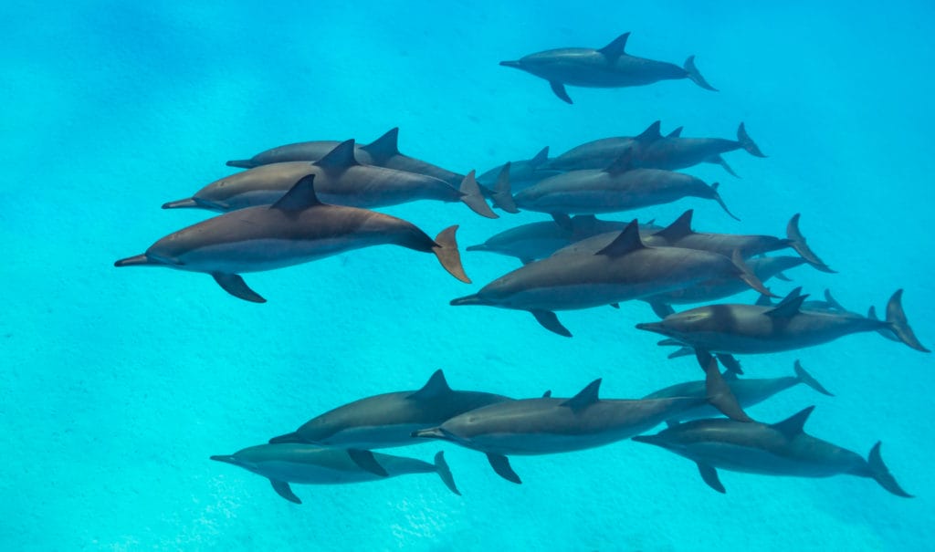 Spinner-dolphins-kona-big-island