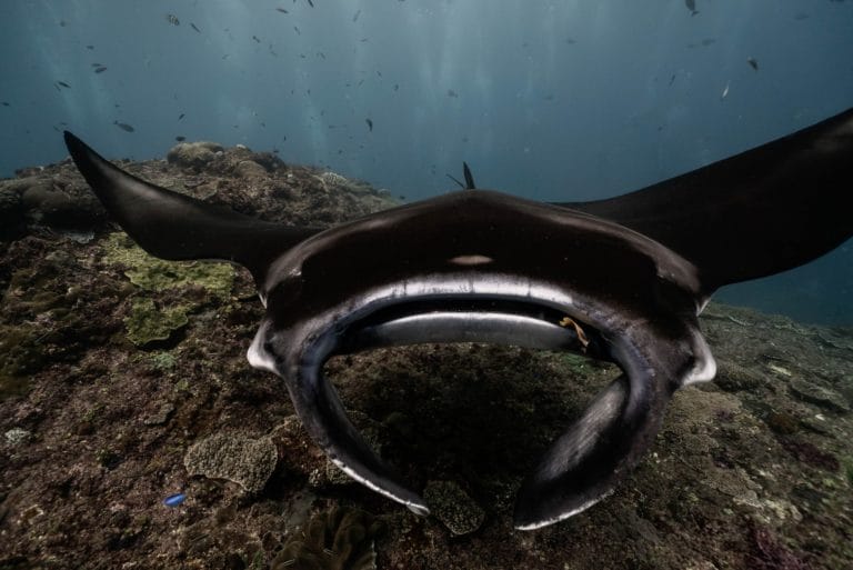 THE DEVELOPMENT OF A BABY MANTA RAY | Sea Paradise