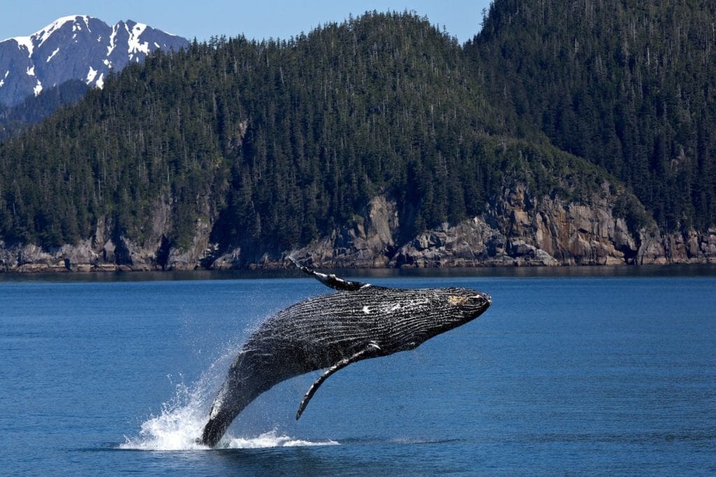 Breaching humpback whale