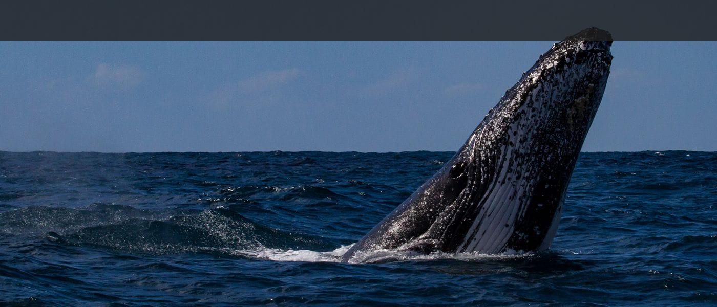 Humpback-whale-breaching-kona-big-island