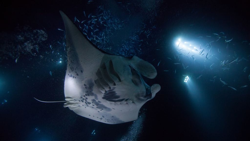manta-rays-sea-paradise-manta-ray-kona-big-island