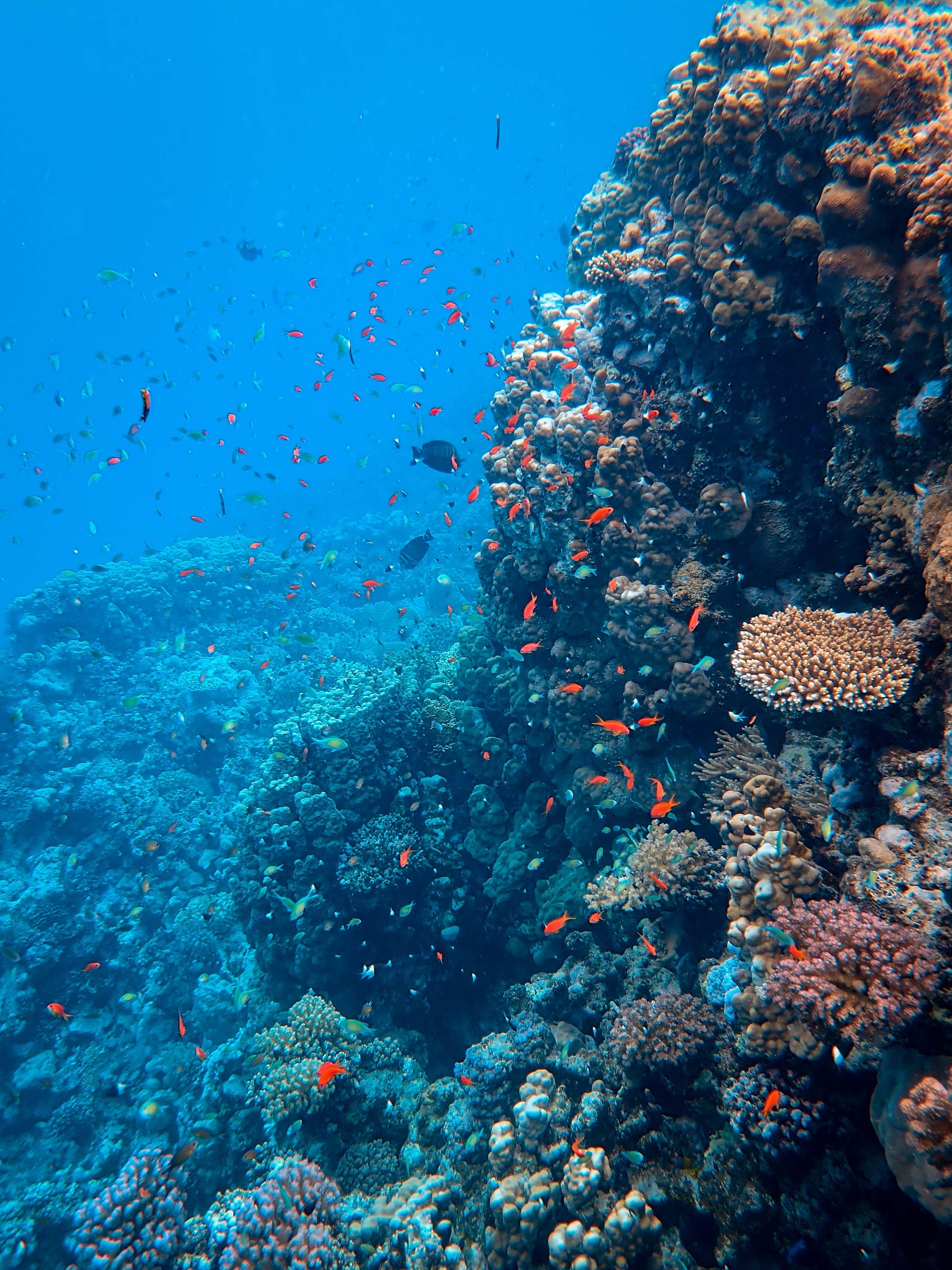 snorkeling-captain-cook-big-island