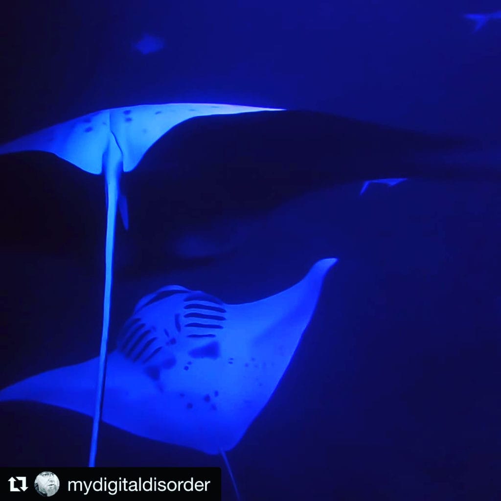 Two manta rays