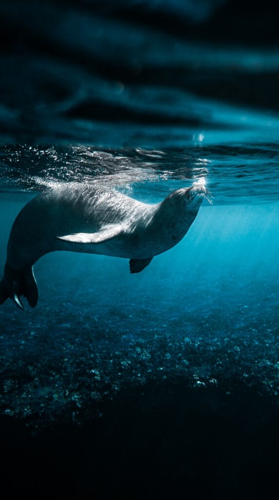 Monk seal