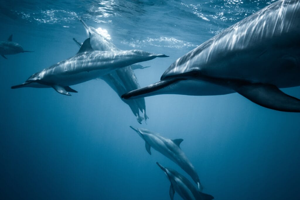 spinner dolphins