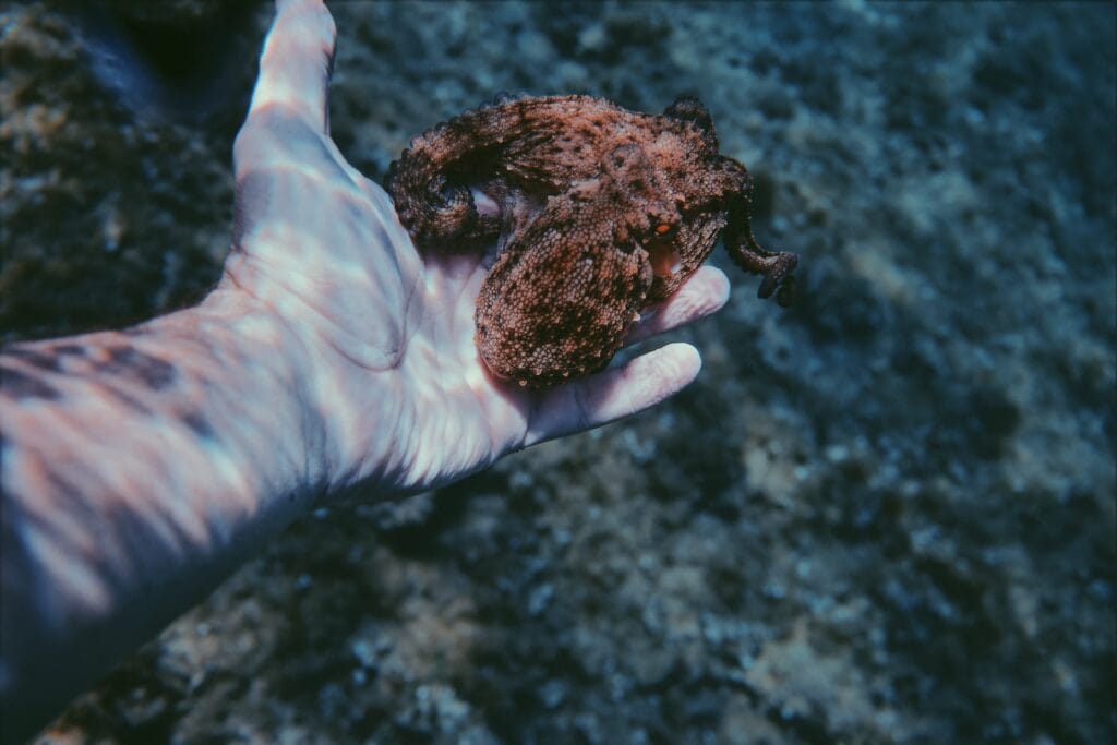 small octopus in man's hand