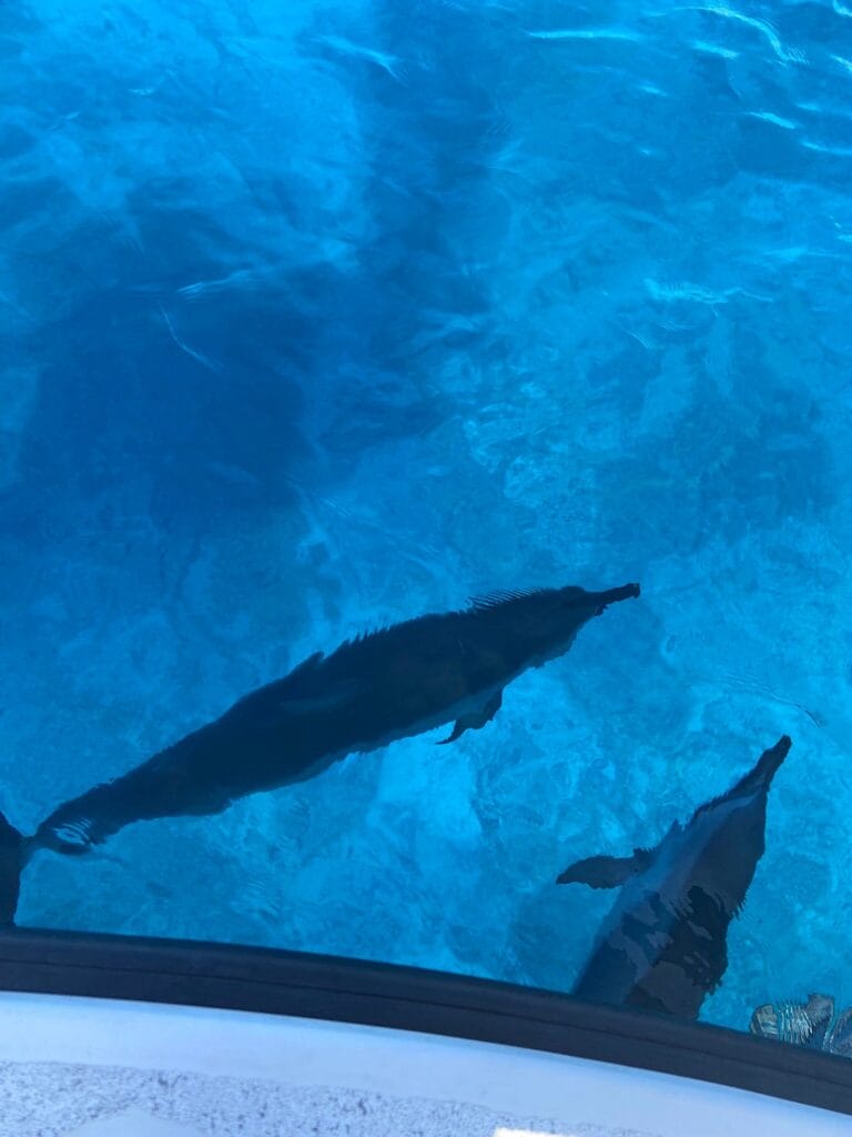 Spinner dolphins