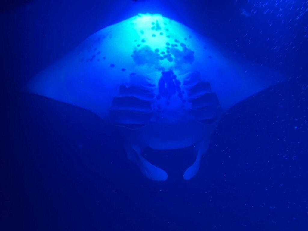 Manta Ray